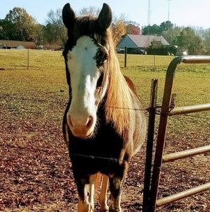 Meet your Posher, Julie russell